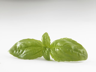 basil leaf