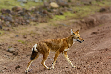 Ethiopian wolf (Canis simensis) also know as Abyssinian wolf, Simien wolf, Simien jackal, Ethiopian jackal, red fox, red jackal. Bale Highlands. Ethiopia.