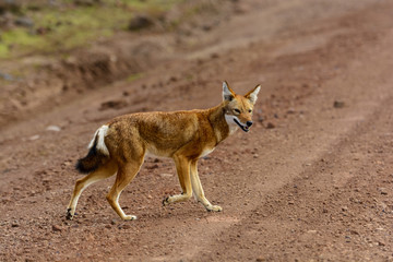 Ethiopian wolf (Canis simensis) also know as Abyssinian wolf, Simien wolf, Simien jackal, Ethiopian jackal, red fox, red jackal. Bale Highlands. Ethiopia.