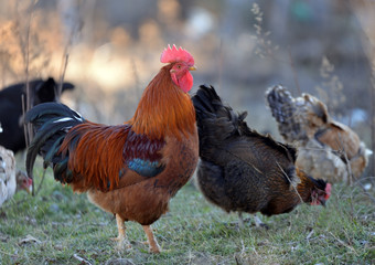 Colorful rooster or fighting cock in the farm
