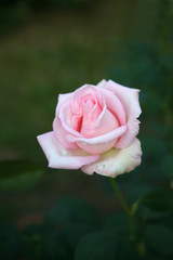 Pink rose  / Lovely pink 