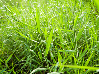 Freshness Grass in the countryside grassland
