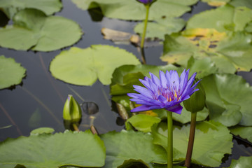 Lotus pond in the garden