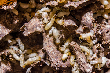 Close up termites or white ants destroyed