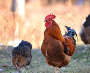 Colorful rooster or fighting cock in the farm