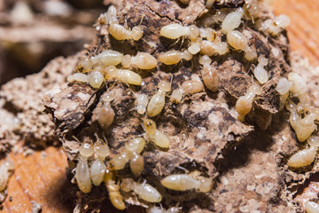 Close up termites or white ants destroyed