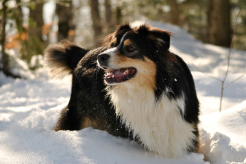 Dog in the snow