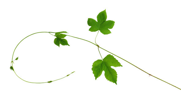 The branch of hops with young leaves, isolated without shadow.