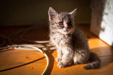 Gruziński kot. Georgian cat © rogozinski
