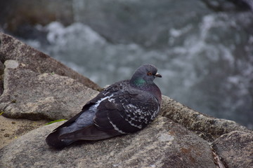 The Pigeon
