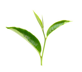 tea leaf on white background