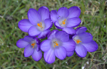 Crocus flowers