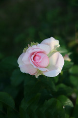 Pink rose  / Lovely pink 