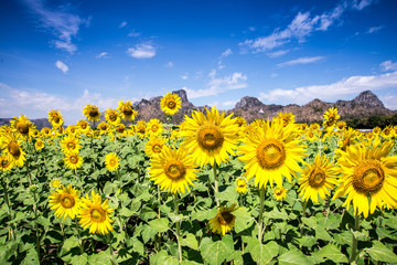 Fototapeta premium Sunflower with blue sky