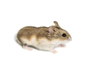 cute hamster scared.