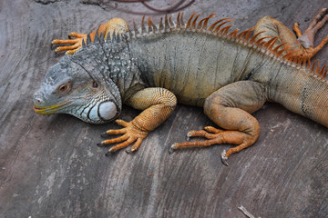 Iguana