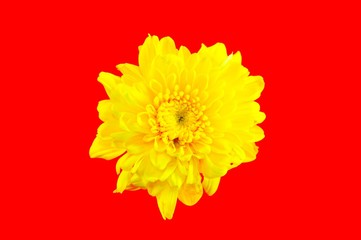 yellow flower on red background 