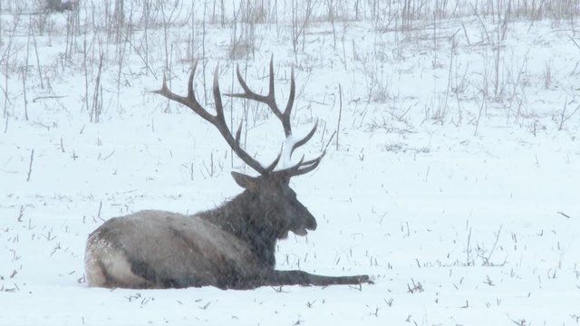 Large Roosevelt elk imperial bull laying in snowy field during winter storm.