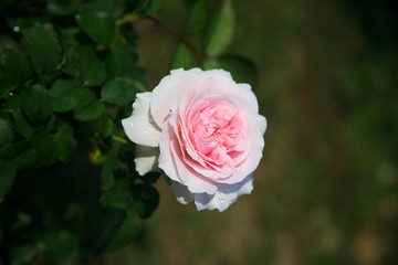 Pink rose  / Lovely pink 