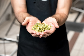 Brewer holding hop in the hands at the beer manufacturing. Close up view on the hands