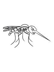 Mosquito Mosquito insecte volant