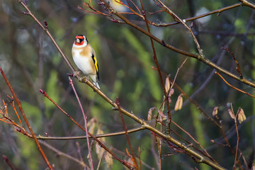Goldfinch