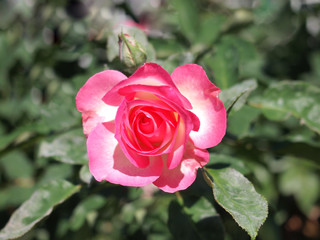 Pink rose  / Lovely pink 