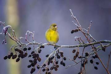 GreenFinch