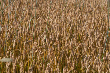 Wheat field ready to harvest
