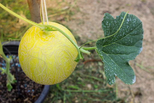 Organic yellow melon for good healthy food.