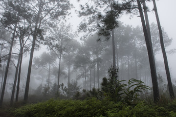 Fototapeta na wymiar jungle in fog