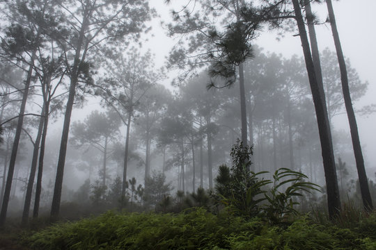 Fototapeta jungle in fog