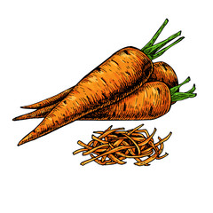 Carrot hand drawn vector illustration. Isolated Vegetable artistic style object with sliced pieces.