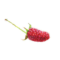 Watercolor raspberry decoration. Red berries. Realistic illustration. Isolated on white background. 