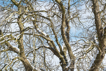 Baum mit Schneebedeckten Äste vor blauem Himmel 