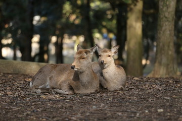 奈良公園の鹿