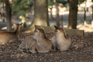 奈良公園の鹿