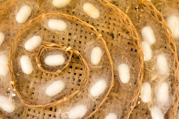 White silkworm in cocoon stage on weave craft