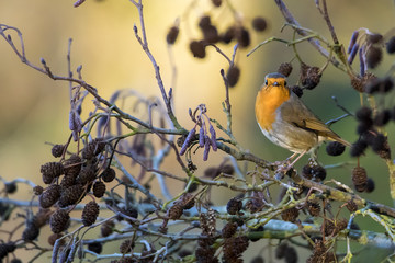 Robin