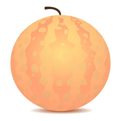 Vector Illustration of Melon