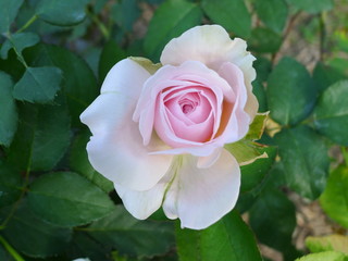 Pink rose  / Lovely pink 