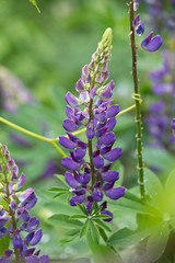 blue lupine flower closeup on a meadow