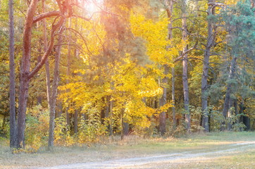 Nature. Landscape autumn forest. Dirt road. Sunset