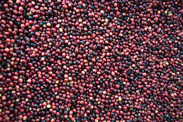 fresh coffee beans before roast,Coffee seeds beans ripening