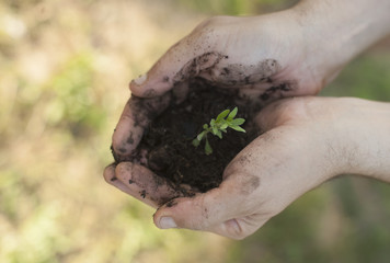 Young tiny small herb in mans hands with dirt