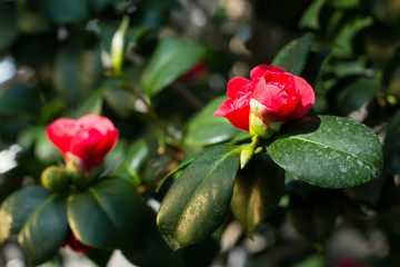 Beautiful red camellia flower.
