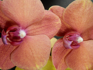 Orchidea