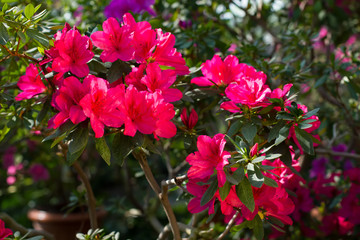 Bright pink flowers.