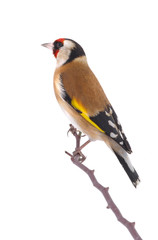 goldfinch