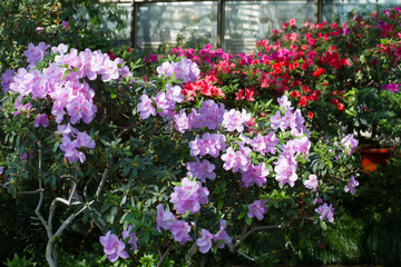 Fototapeta na wymiar Flowers in the botanical garden.